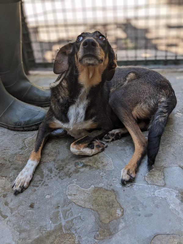 NOISETTE - cagnolina di 2 anni e mezzo Foto 4